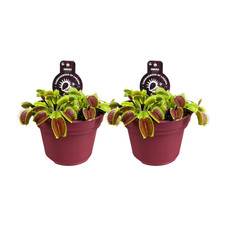 Dionaea muscipula venusfliegen gebraucht kaufen  Düsseldorf
