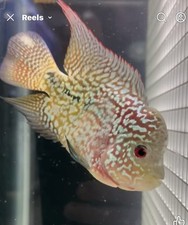 flowerhorn females for sale flowerhorn females for sale Winston Salem