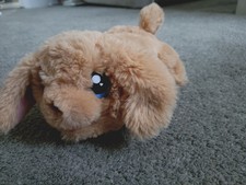 Little live puppy for sale  ROTHERHAM