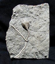Nice pentremites blastoid for sale  Lancaster