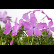 Phlox subulata moerheimii gebraucht kaufen  Deutschland