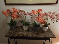 houseplants ceramics for sale houseplants ceramics for sale Roanoke
