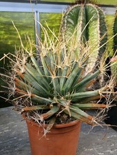 Leuchtenbergia principis gross gebraucht kaufen  Korbach
