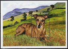 whippet usato whippet usato Trambileno