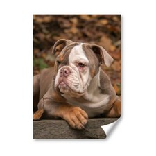 American bulldog puppy for sale  SELBY