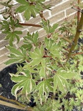 Acer palmatum pink for sale  Independence