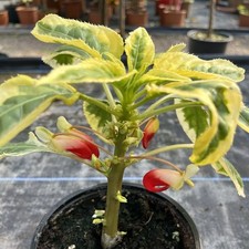 Impatiens niamniamensis var for sale  HELSTON