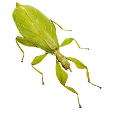 Green leaf insect usato  Spedire a Italy