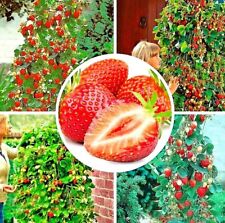 Graines fraisier fraises d'occasion  Gouzeaucourt