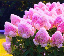 Hortensie vanille fraise gebraucht kaufen  Templin