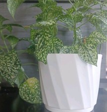 plants reduced pots for sale  West Warwick