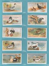 Birds c.c. repros for sale  BIRCHINGTON