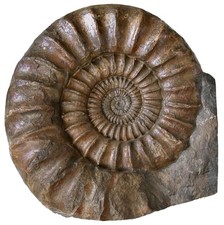 arietites gebraucht kaufen  Erlangen