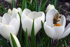 Schneekrokusse weiss krokusse gebraucht kaufen Schneekrokusse weiss krokusse gebraucht kaufen  Kaiserslautern