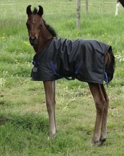 Dinky classic foal for sale  STRATHAVEN