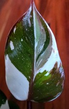 s kinds plants for sale s kinds plants for sale Glenmoore