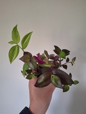 Tradescantia mixed pot for sale  CHELTENHAM