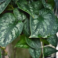 Scindapsus pictus satin for sale  ABERYSTWYTH