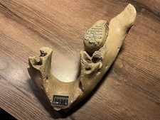 Mammutkiefer gebraucht kaufen  Altdorf, Freimersheim, Venningen