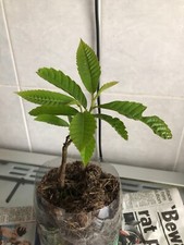 Sweet chestnut tree for sale  STOKE-ON-TRENT