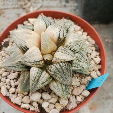 Haworthia picta cobra usato  Porto Cesareo