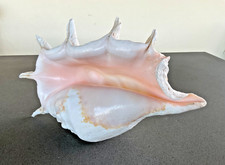 giant shell for sale giant shell for sale YEOVIL