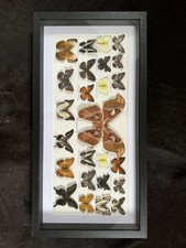 Entomologie schmetterlinge sch gebraucht kaufen  Mannheim