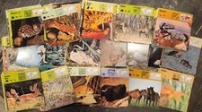 Vintage safari cards d'occasion  Expédié en Belgium