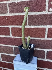 Sedum torulosum tree for sale  Springfield