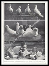1927 colombophilie pigeons d'occasion  Villeneuve-l'Archevêque