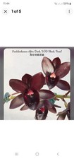 Fredclarkeara dark svo for sale  SHREWSBURY
