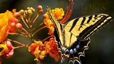 Caesalpinia pulcherrima pride for sale  Davenport