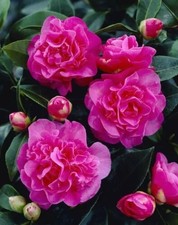 Camellia williamsii debbie for sale  KING'S LYNN