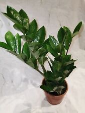 Full zamioculcas zamiifolia for sale  BRISTOL