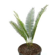Dioon edule caudex usato  Napoli