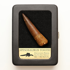spinosaurus for sale spinosaurus for sale Richardson