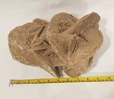 Huge desert rose for sale  WAKEFIELD