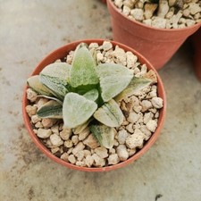 Haworthia pigmaea hagiwara usato  Porto Cesareo