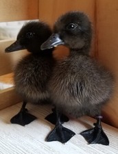 Cayuga duck hatching for sale  Darlington