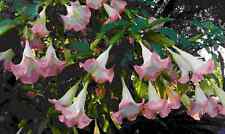 Versicolor brugmansia angels for sale  Wauchula