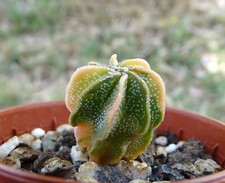 Astrophytum myriostimgma varie d'occasion  Servian
