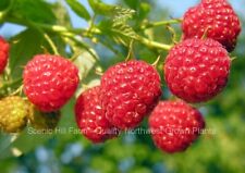 everbearing raspberry plants for sale  Albany