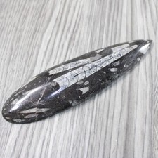 Large orthoceras fossil for sale  Parma