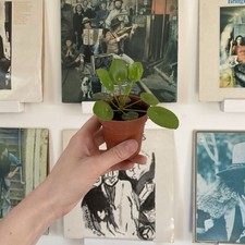 Pilea peperomioides houseplant for sale  SPALDING