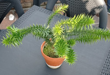 araucaria gebraucht kaufen araucaria gebraucht kaufen Deutschland