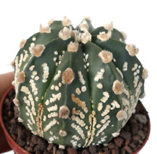 Astrophytum onzuka superkabuto usato  Napoli