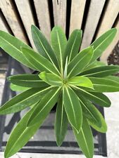 Euphorbia pasteuri john for sale  CHIGWELL