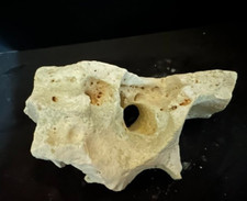 Texas limestone holey for sale  Worth
