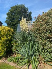 Yucca filamentosa year for sale  SLOUGH