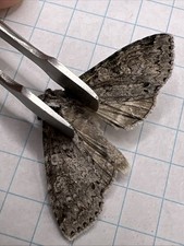 Noctuidae Polia nimbosa? NOC 076 Collected 2025 Manitoba, Canadá comprar usado  Enviando para Brazil
